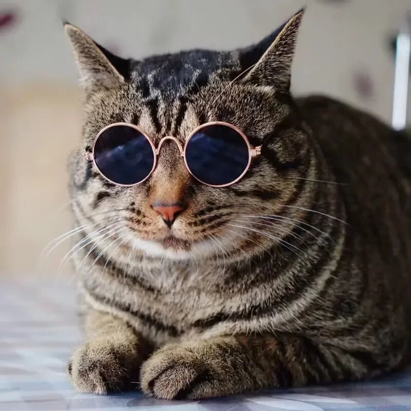 Pet Cat Glasses